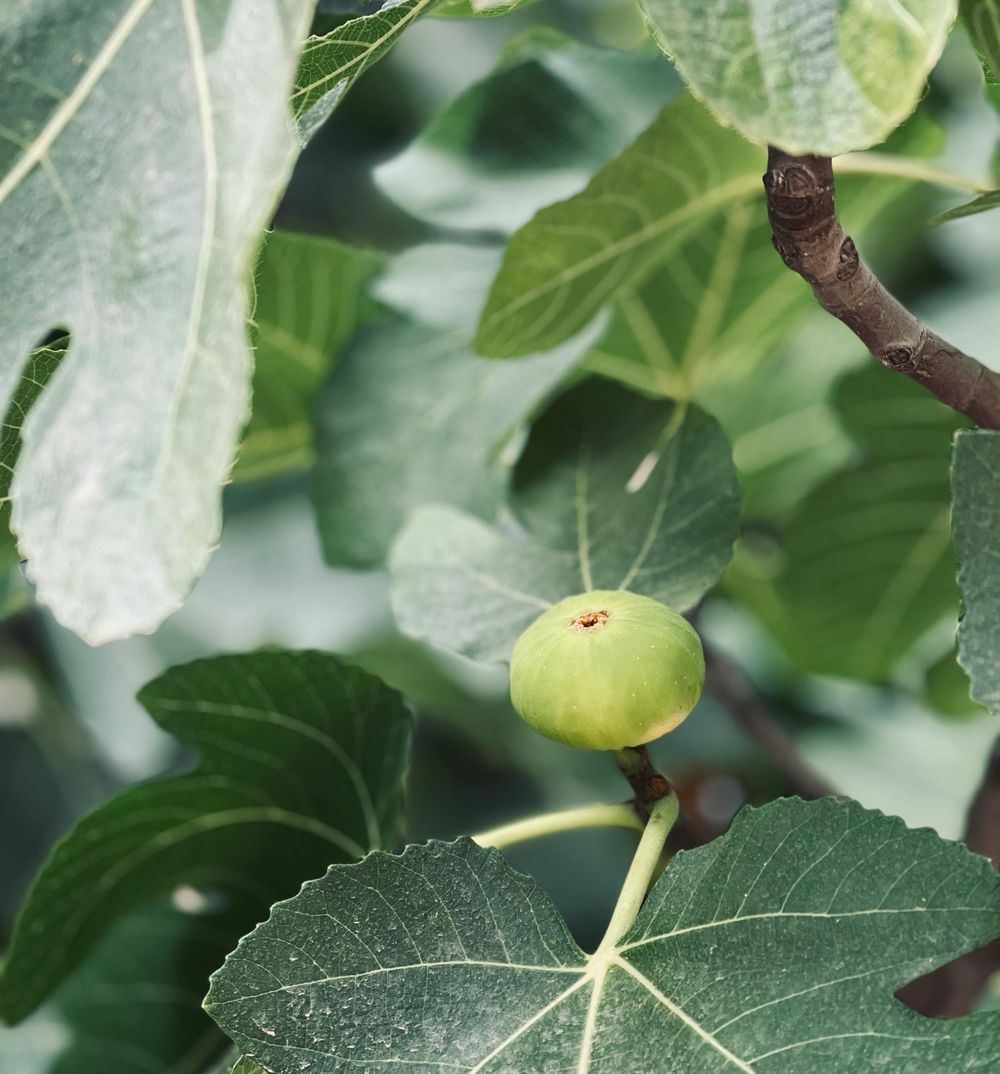 Leaf and fruit of a fig tree, the tree the community is named after